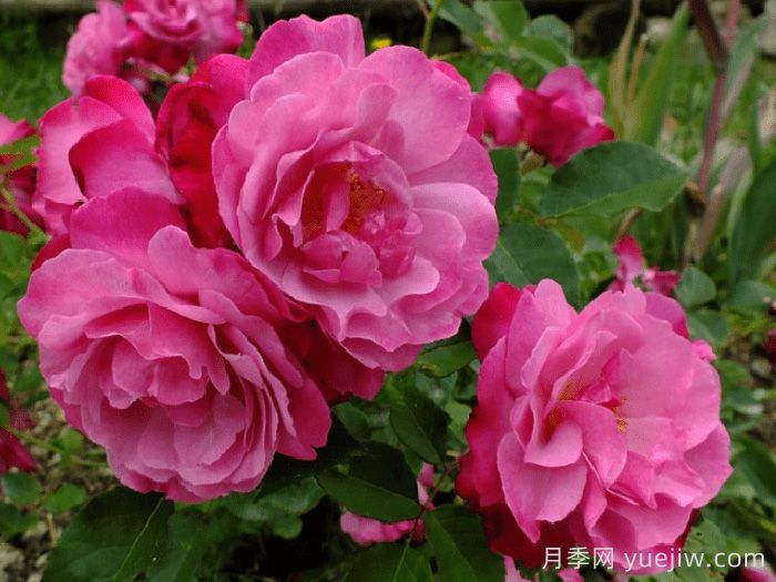 苏菲的永恒月季/索菲的长青(图1)