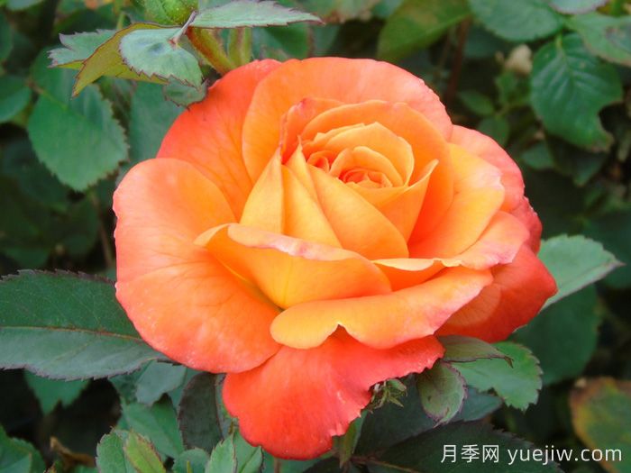 无畏月季/勇敢(图1)