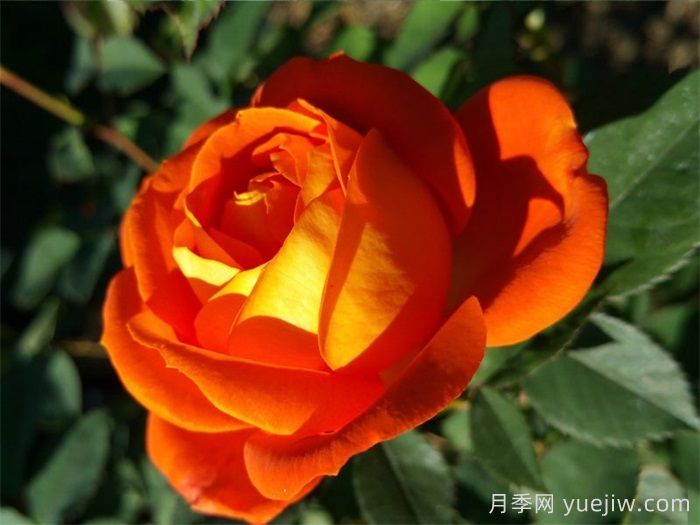 无畏月季/勇敢(图2)