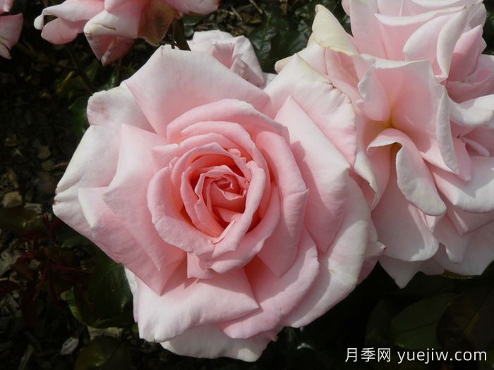 奥特亚罗瓦月季/新西兰月季(图2)