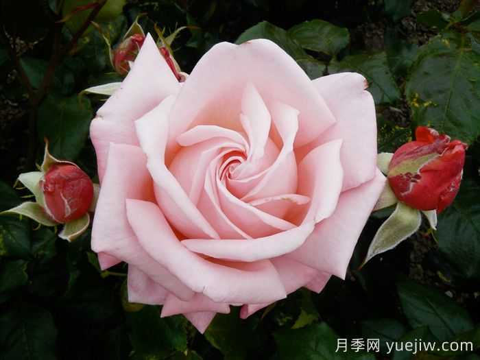 奥特亚罗瓦月季/新西兰月季(图1)