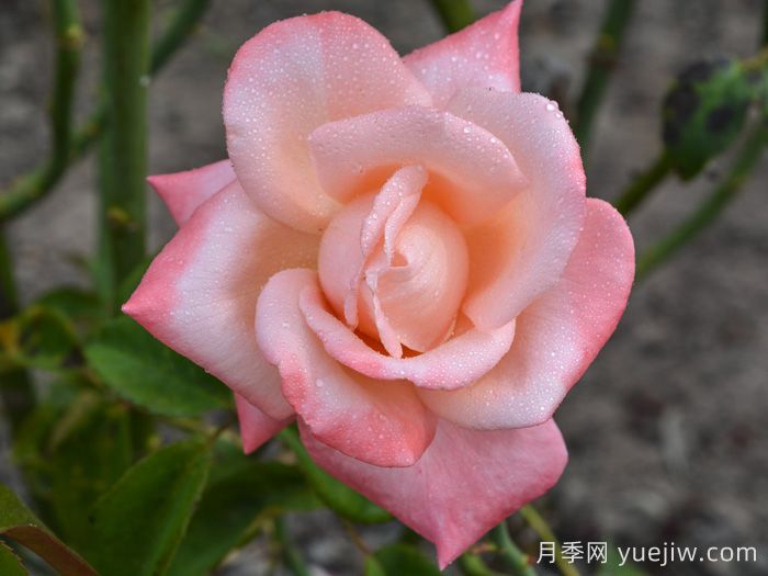 奥特亚罗瓦月季/新西兰月季(图3)