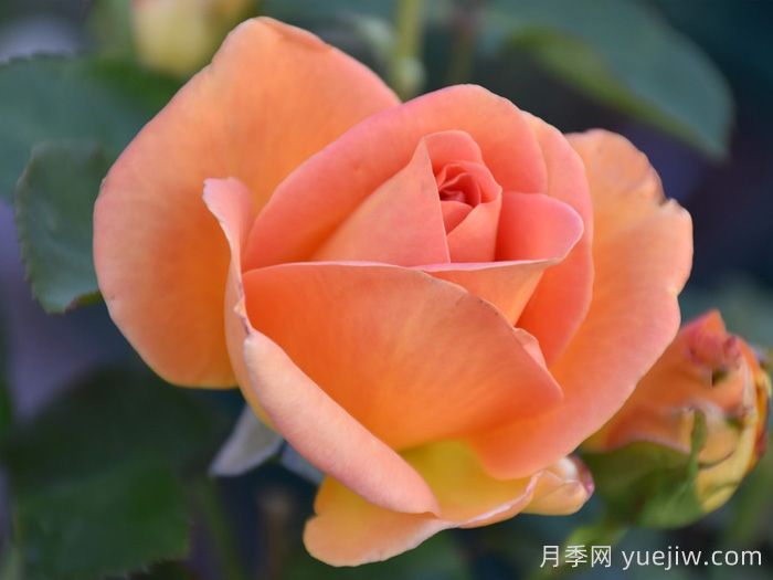 杏色激情月季/杏子激情(图2)