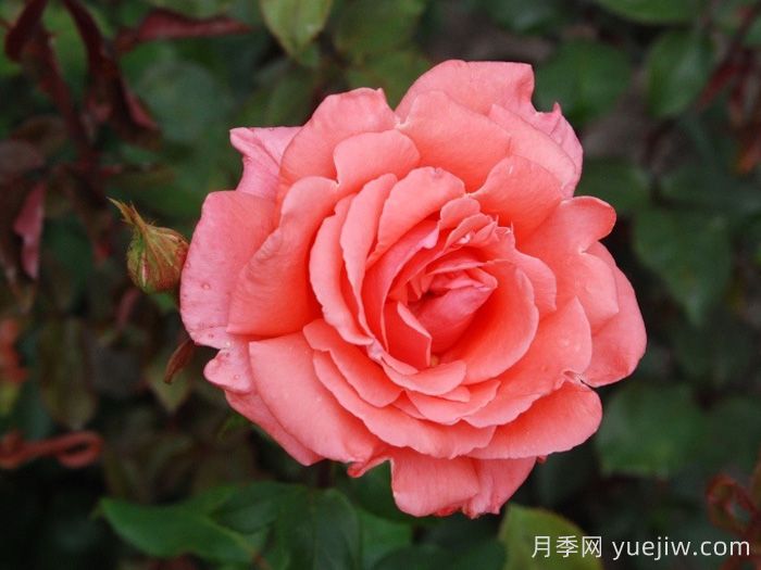 和声月季/和谐/管弦乐队(图1)