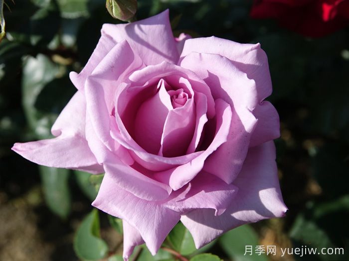 蓝月亮月季/蓝月月季(图1)