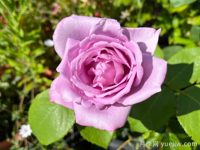 蓝月亮月季/蓝月月季(图2)