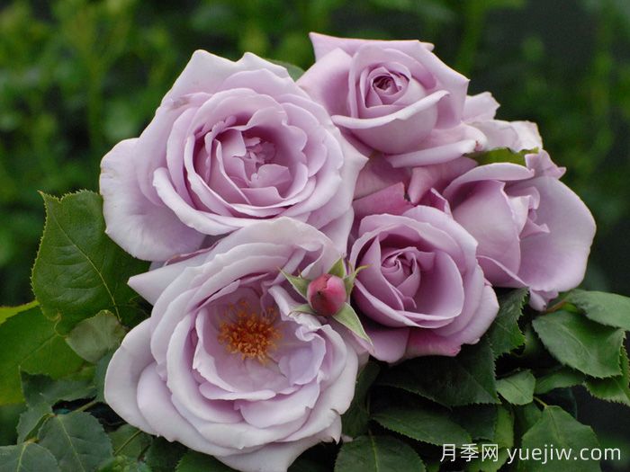蓝月亮月季/蓝月月季(图3)