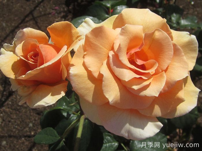 白兰地月季(图1)