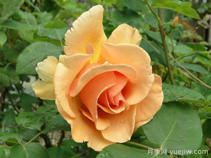 白兰地月季(图2)