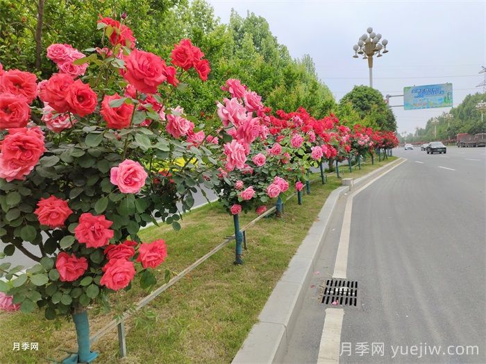 树状月季的种植管理及养护技巧(图1)
