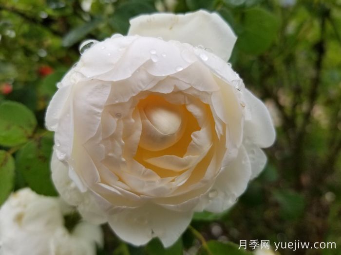 格拉姆斯城堡月季(图1)