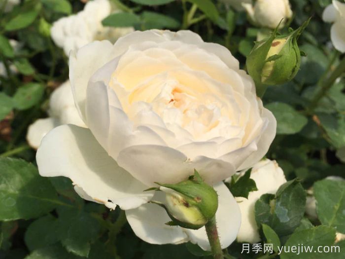 格拉姆斯城堡月季(图3)