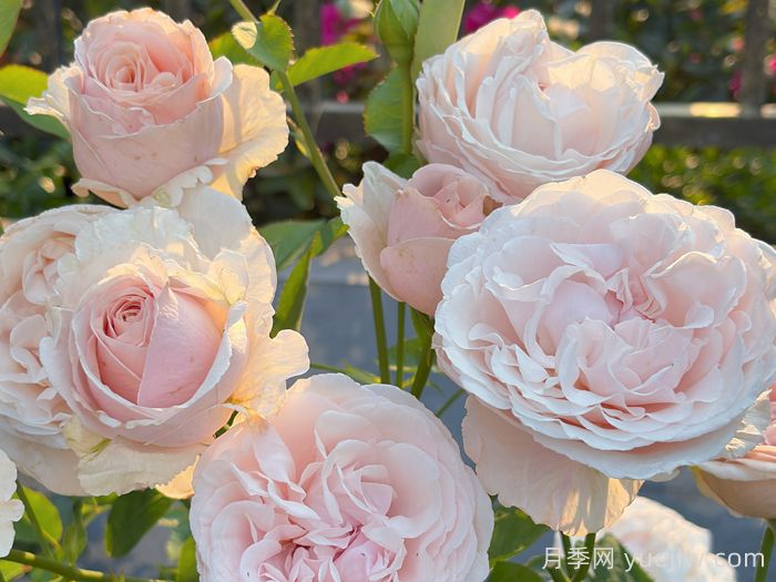 环佩月季(图4)