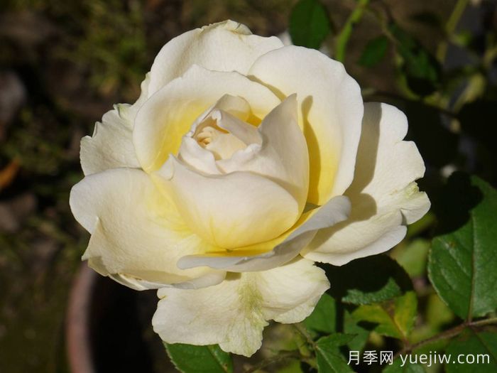 无限永远月季/英菲尼迪(图2)