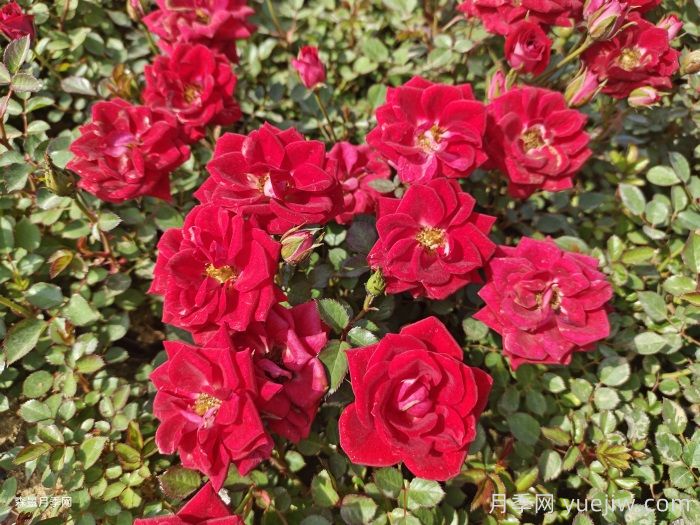 小女孩月季(图2)