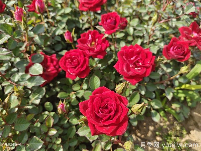 小女孩月季(图4)