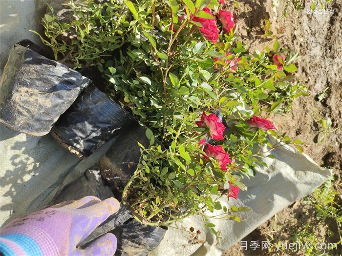 小女孩月季(图5)