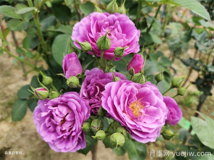 冥王星阳台月季(图3)