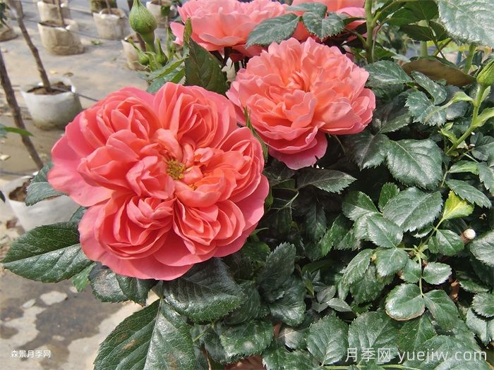 红果汁月季/红色果汁阳台/血橙(图2)