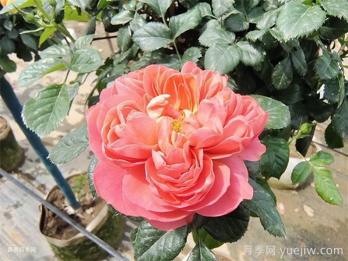 红果汁月季/红色果汁阳台/血橙(图3)