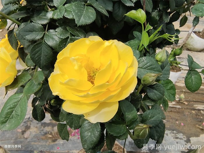 黄果汁月季/黄色果汁阳台/柠檬果汁(图2)