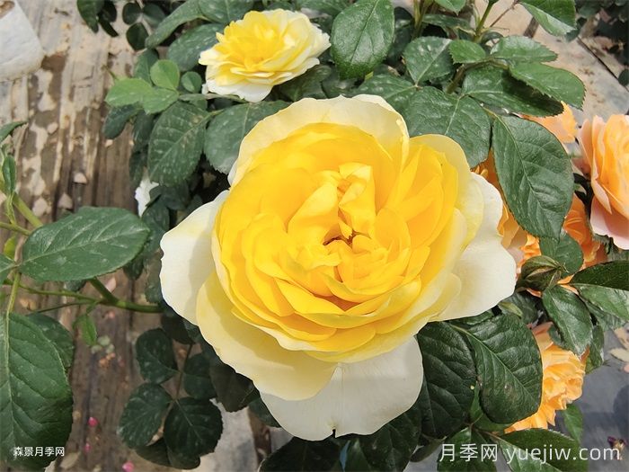 黄果汁月季/黄色果汁阳台/柠檬果汁(图1)