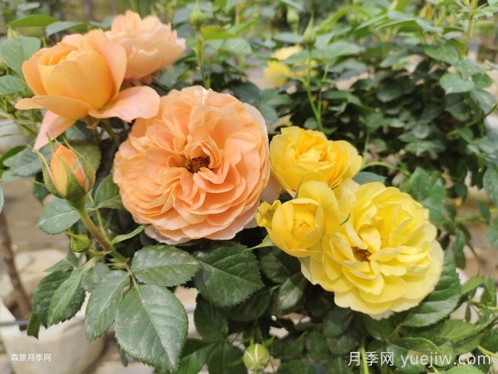 黄果汁月季/黄色果汁阳台/柠檬果汁(图3)