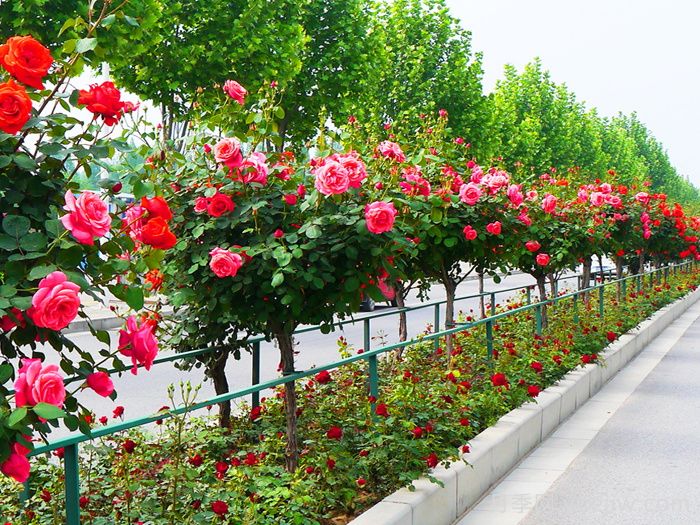 为什么城市建设钟爱月季大道？(图1)