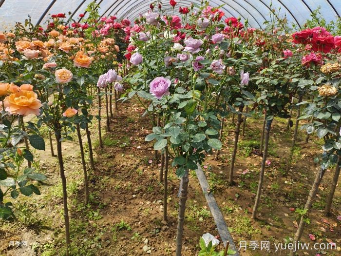 河北保定定州市的月季批发价格(图1)