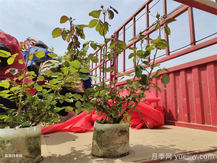河北保定定州市的月季批发价格(图4)