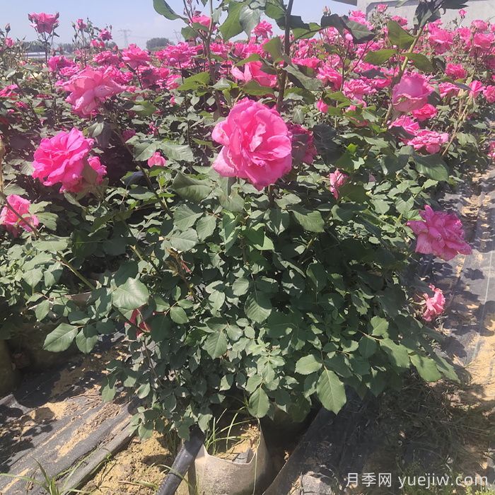 山东潍坊青州市的月季批发基地价格(图1)