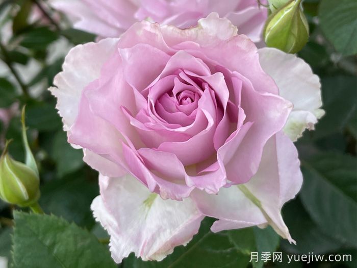 露凝香月季(图3)