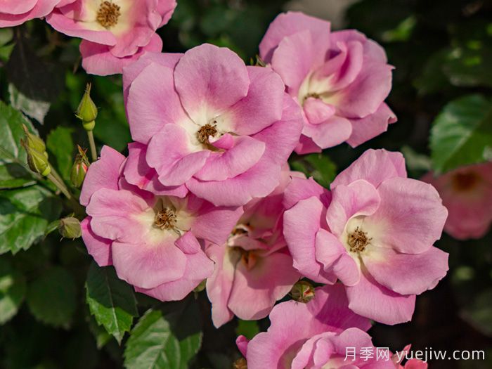 西子烟雨月季/粉繁星(图2)