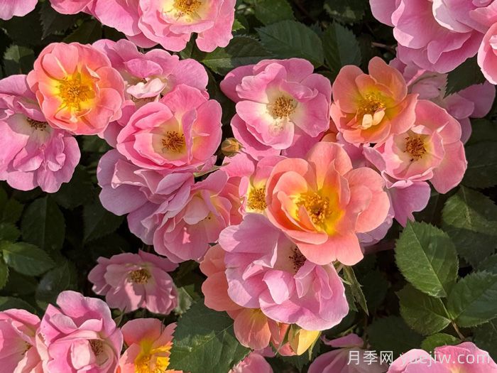 西子烟雨月季/粉繁星(图1)