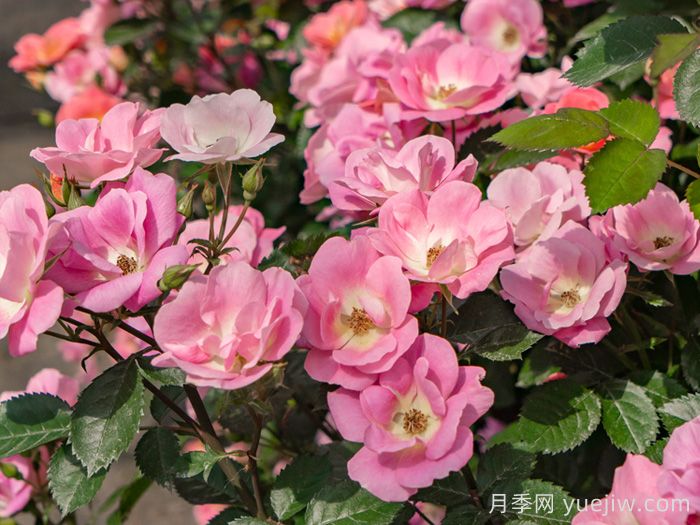 西子烟雨月季/粉繁星(图4)