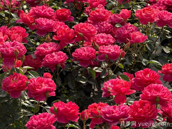 绝色果汁月季/绝色果汁阳台(图2)