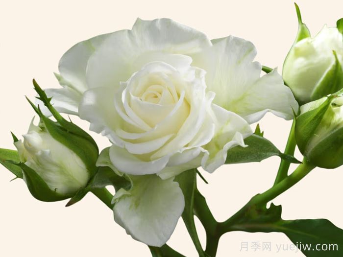 阿尔巴阳台月季(图1)