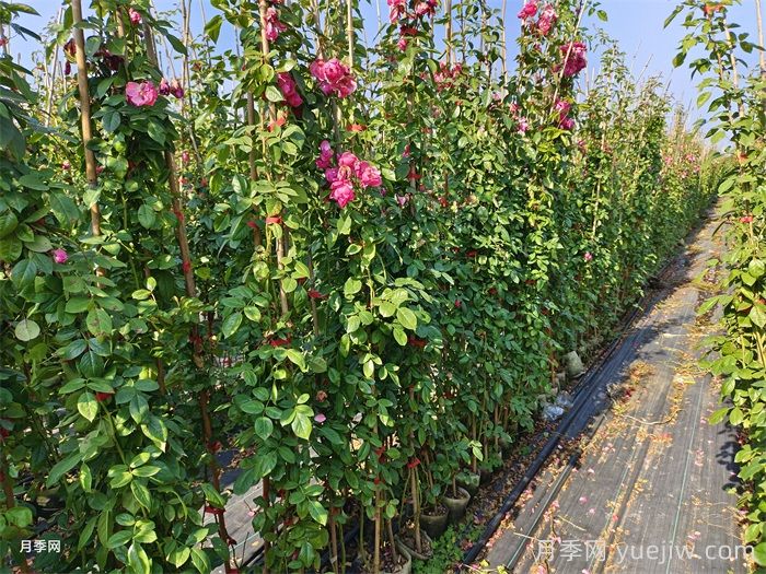 每个时期藤本月季的修剪方式(图1)