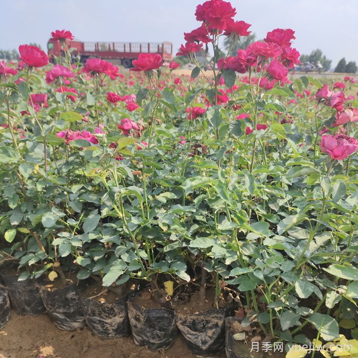月季苗什么时候移栽好？夏天能买月季苗么？(图1)