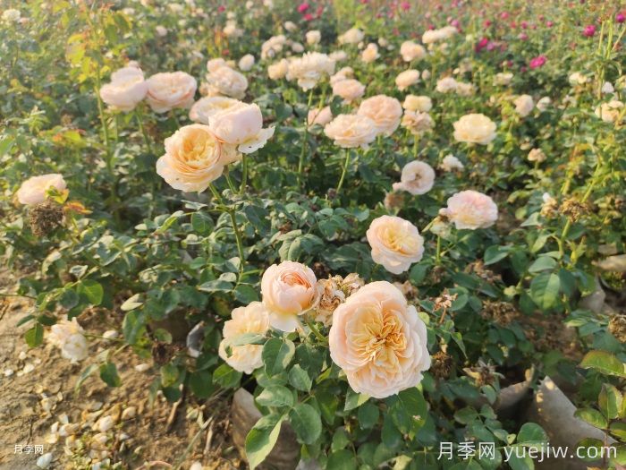 月季苗小不要紧，教你半年长成两加仑开爆花(图3)