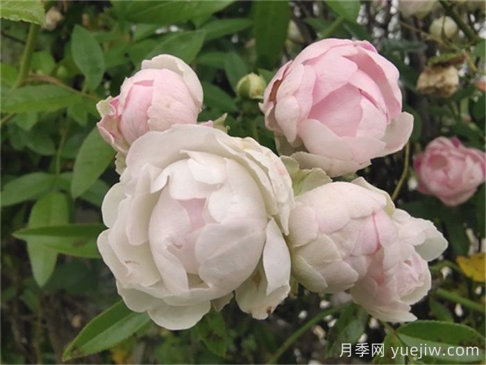 月季花长虫子可以撒石灰吗？(图1)