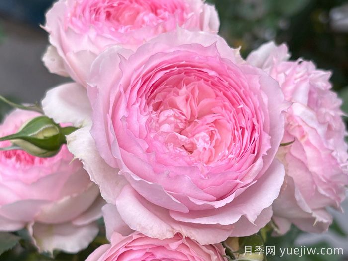 溶溶月月季(图1)