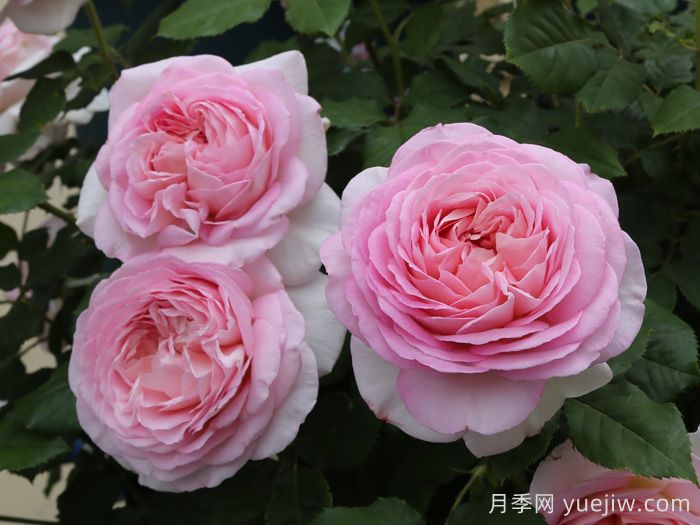 粉黛月季(图2)