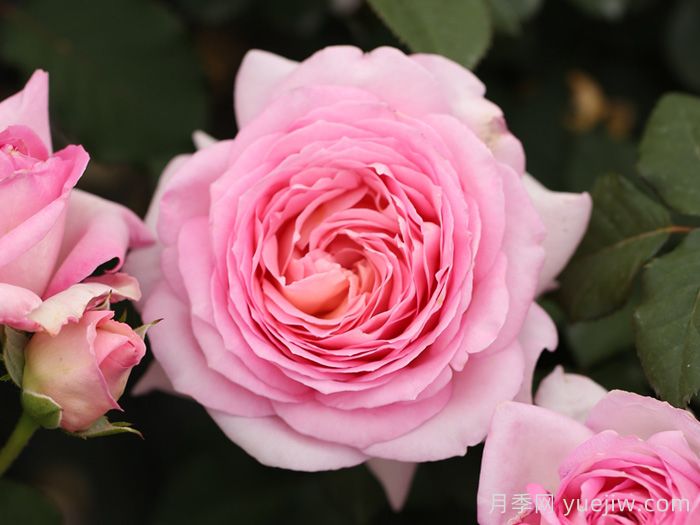 粉黛月季(图3)