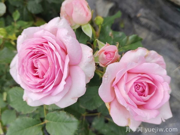 粉黛月季(图4)