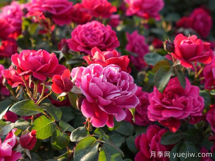 十四周年红月季(图1)