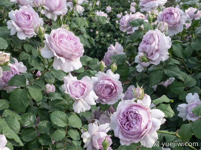 隐隐青月季(图2)