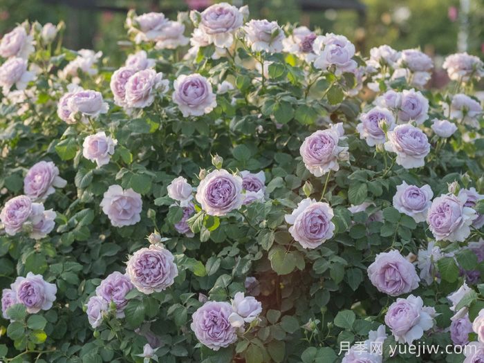 隐隐青月季(图3)