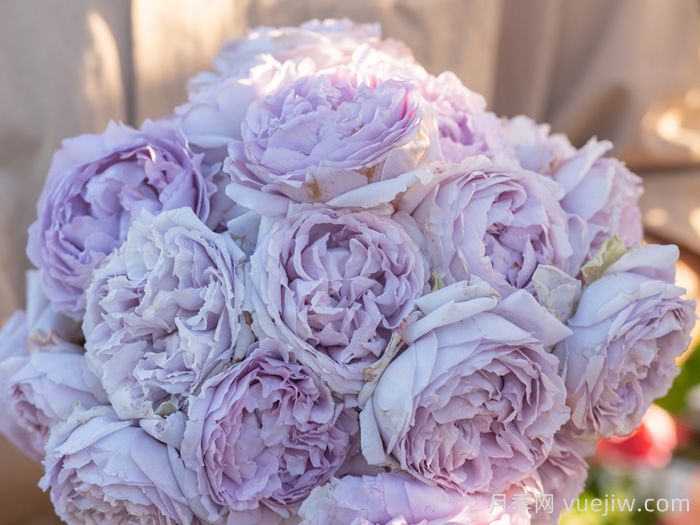 隐隐青月季(图4)