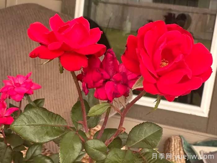 特伦钦月季(图1)